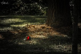 20190515-DSCF3545