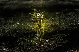 20190515-DSCF3565