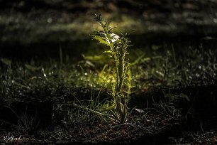 20190515-DSCF3566